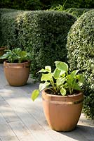 Terracotta pots planted with hostas beside a clipped cotoneaster hedge - Barefoot Garden, Cornwall, UK Design by Karena Batstone
