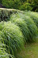 Miscanthus sinensis 'Malepartus' softens a clipped cotoneaster hedge at the Barefoot Garden, Cornwall, UK 