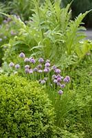 Chives amongst clipped box in contemporary herb garden - Barefoot Garden, Cornwall, UK 