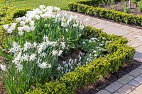 White flowering bulbs planted in a Border edged by Box - Buxus