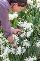 Woman picking flowers - narcissus 'Thalia' in white themed bulb border in Spring