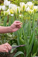 Woman picking Tulipa viridiflora 'Green Spirit'