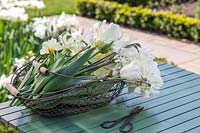 White Narcissus and Tulipa in wire basket