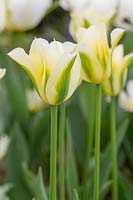 Tulipa viridiflora 'Green Spirit'