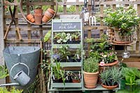 Plants for sale on stand in National Garden Scheme garden, with tools and pots suspended on trellis. 