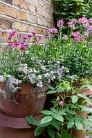 Nemesia 'Lagoon pink' in chimney pot with Argyranthemum and Bacopa