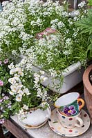 Alyssum in sink with Nemesia and tea cups