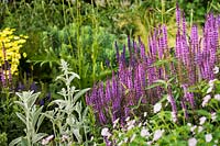 Flower bed with Stachys byzantina 'Cotton Boll' - lamb's ear and Salvia nemorosa 'Amethyst'. 