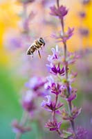 Bee with Salvia nemorosa 'Amethyst' - Balkan Clary AGM, RHS Plant perfect for pollinators