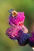 Bee feeding in Cirsium rivulare 'Atropurpureum' - plume thistle. 