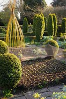 Protected seedlings, clipped box and yellow wigwam of willow stems, Cirencester, UK.