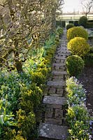 Brick and stone path in potager with clipped box and espaliered apple trees, Cirencester, UK.