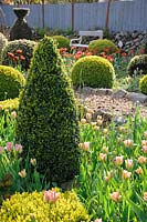 A clipped Buxus sempervirens pyramid amongst pink tulips in the Rickyard.