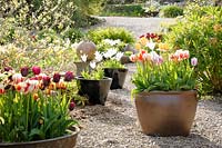 Containers of tulips in Courtyard Garden.