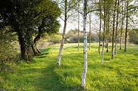 Betula pubescens, - downy birch, planted in 2003, David's Wood.