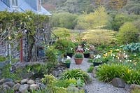 The Courtyard Garden, full of pots of bright tulips and the fresh leaves of herbaceous perennials