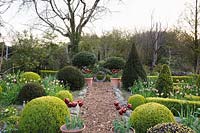 Clipped Taxus baccata, Ilex and Buxus sempervirens in the Rickyard Garden with pots of Tulip 'Abu Hassan'.