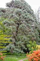 Pinus montezumae - Mexican Blue Pine with azaleas, Co Wicklow, Ireland.
