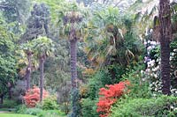 The Palm Walk featuring tall Trachycarpus fortunei, Chusan palms,
 underplanted with colourful azaleas and rhododendrons.