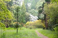 Paths lead between a great variety of mature trees and shrubs, including both deciduous and evergreen specimens, through long grass studded with wild flowers and bulbs. Here there is a Wollemi pine, Wollemia nobilis.