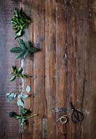 Foliage for making wreath - Ivy - Hedera, Eucalyptus, Pine and Sprindle - Euonymus with scissors and twine