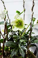 Helleborus niger and Willow stems with catkins