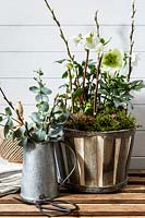 Helleborus niger and Willow stems with catkins and metal jug with Eucalyptus 
