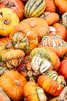 Harvested Pumpkin Turks Turban