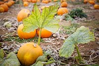 Growing Pumpkin Harvest Moon