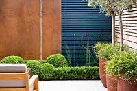 Contemporary water feature with rusted taps surrounded by Equisetum hyemale, 
Buxus sempervirens balls and hedges topiary, big rusted steel containers with 
Olea europaea and Muehlenbeckia complexa by blue wooden wall and rusted panels. 