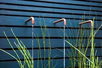 Contemporary water feature with rusted taps surrounded by Equisetum hyemale by 
blue wooden wall. 