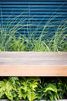 Wooden bench surrounded by Miscanthus sinensis 'Morning Light' and Dryopteris 
erythrosora by blue wooden fence. 