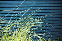 Miscanthus sinensis 'Morning Light' by blue wooden fence.