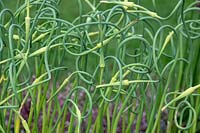 Allium sativum ophioscorodon - Serpent garlic -Rocambole coiled flower stalks
