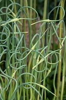 Allium sativum ophioscorodon - Serpent garlic -Rocambole coiled flower stalks
