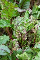 Cercospora leaf spot on swiss chard in a vegetable garden - August - Oxfordshire