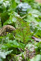 Cercospora leaf spot on swiss chard in a vegetable garden 