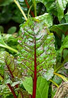 Cercospora leaf spot on swiss chard in a vegetable garden