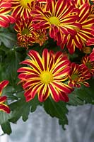 Chrysanthemum Indicum 'Rainbow circus' - Rainbow circus Pot Mum - Rainbow series
