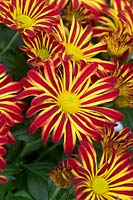 Chrysanthemum Indicum 'Rainbow circus' - Rainbow circus Pot Mum - Rainbow series
