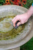Cleaning the algae of an unclean birdbath with a wire scrub 