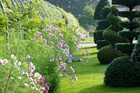 Cosmos bipinnatus -  Cosmos flowerbeds along the wisteria archway at RHS Wisley
 gardens 