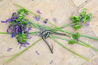 Cut agapanthus flowers after they have gone to seed - September - Oxfordshire