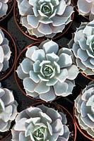 Echeveria 'Lola' - 'Mexican Hens and Chicks'