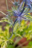 Eryngium 'Neptunes Gold' - Spiny leaves of the Golden leaved sea holly