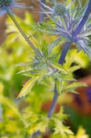 Eryngium 'Neptunes Gold' - Spiny leaves of the Golden leaved sea holly
