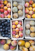 Prunus domestica - plums - different varieties in punnets