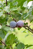 Prunus domestica 'Count Althann's gage' - plums - fruits hanging on tree