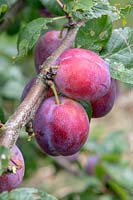 Prunus domestica 'Marjorie's Seedling' - plums hanging from the tree
