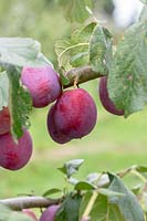 Prunus domestica 'Victoria' - plums hanging from the tree